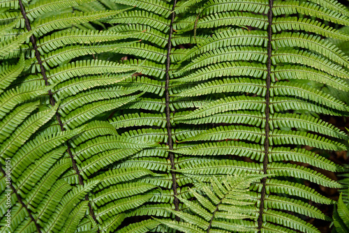 Closeup of green Wallich's Wood Fern, a study in pattern and texture as a nature background
