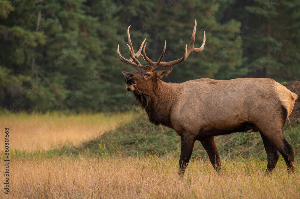 A large bull elk bugling looking towards you A large bull elk bugling looking towards you