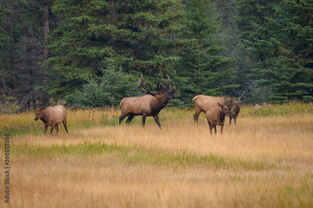 A large bull elk bugling and rounding up his cows A large bull elk bugling and rounding up his cows