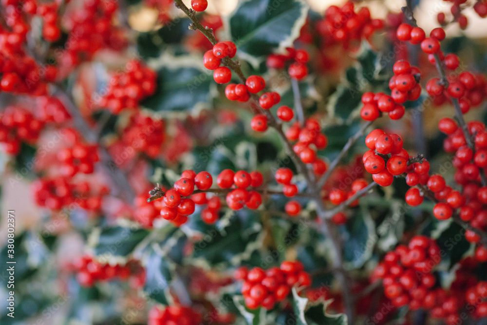 Berries in autumn Berries in autumn