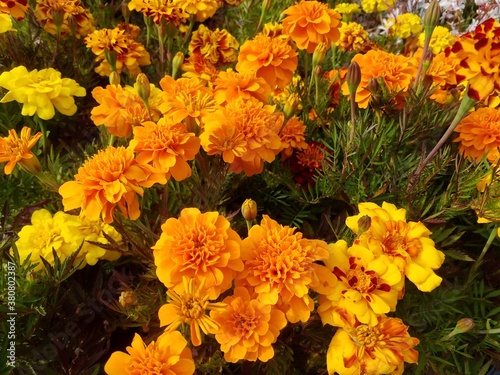 yellow and orange flowers © Jessica Kirk 