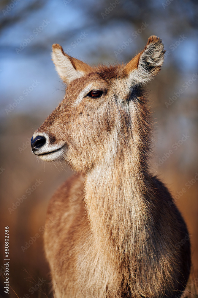 wild waterbuck antelope wild waterbuck antelope