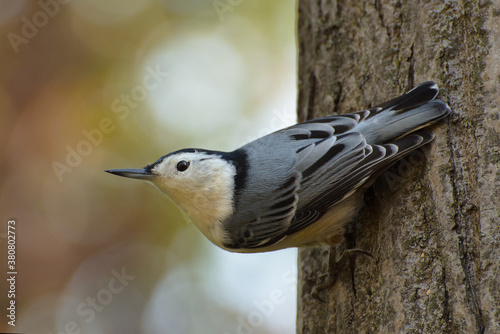 white breasted nuthatch