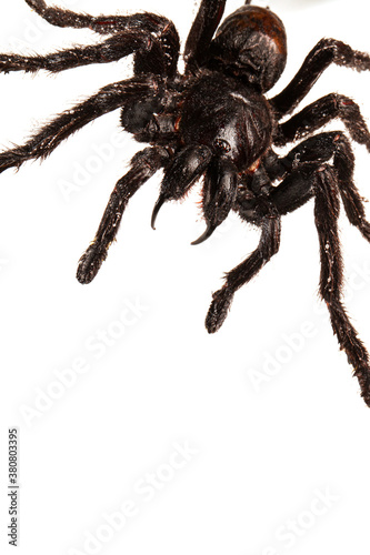 Creepy hairy Tarantula with large fangs isolated on white