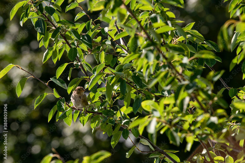 Sparrow on a tree branch