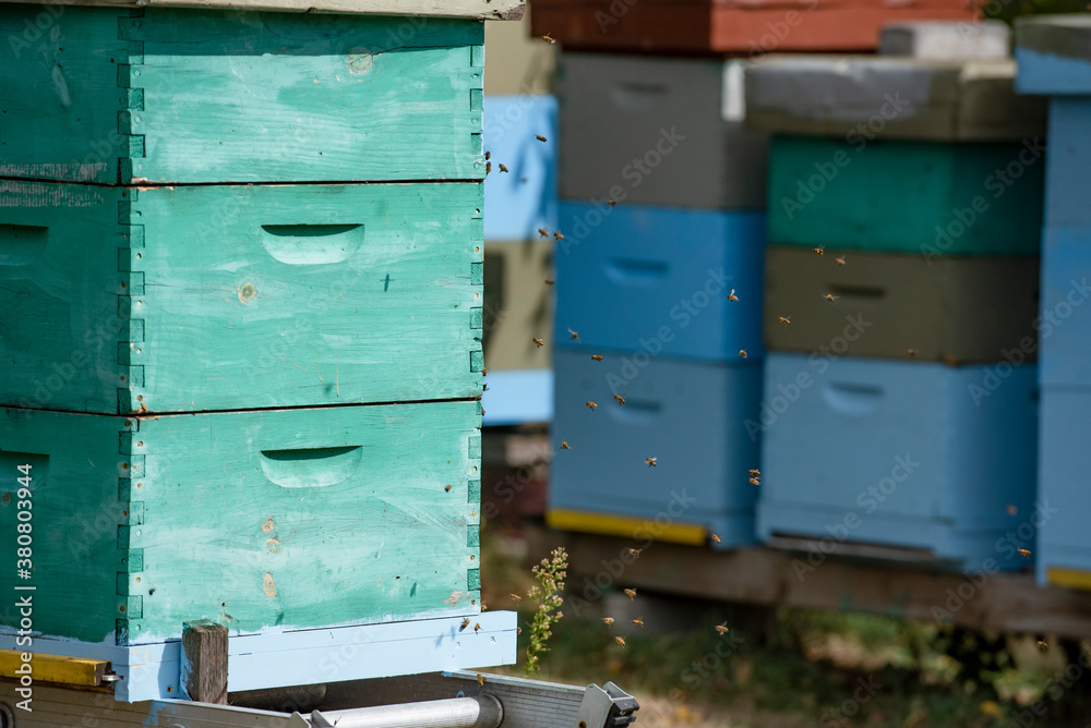 Apiary Apiary