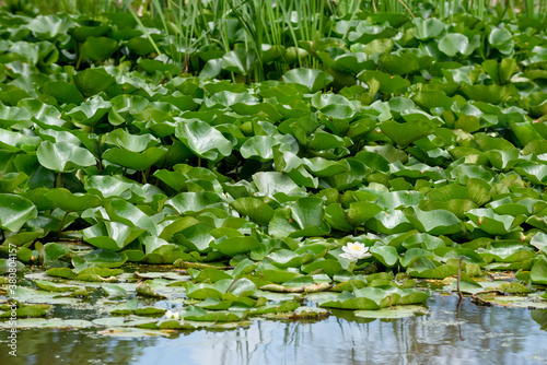 Lily pads with single white flower