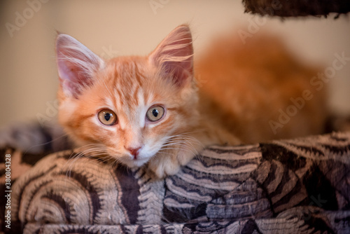Orange tabby kitten