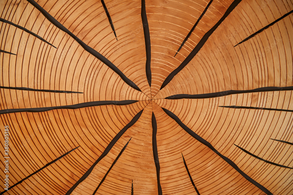 The center of a giant pine tree with many concentric circles photographed from a high angle