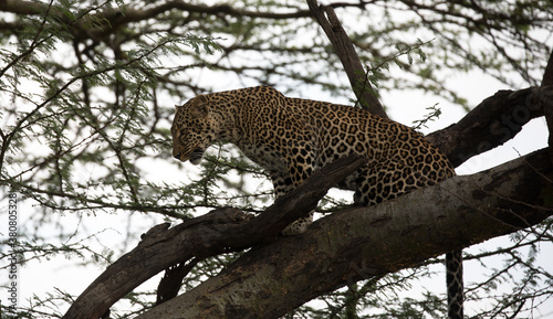 A leopard (Panthera pardus) resting in the late afternoon - Kenya. © Grantat