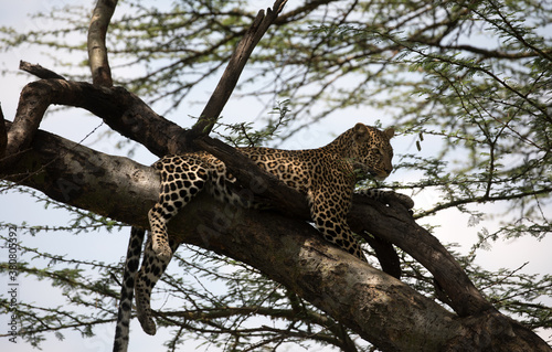 A leopard (Panthera pardus) resting in the late afternoon - Kenya.