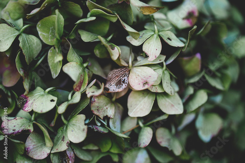 Dried pink and green hortensia pattern background