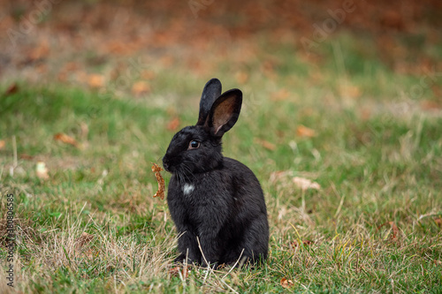one cute black bunny sitting on the grassy ground with tiny piece of white patch on its chest