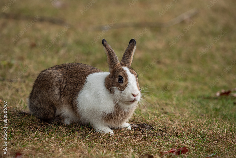 Fototapeta premium side portrait of one cute and chubby brown rabbit resting on the ground filled with short green and brown grasses