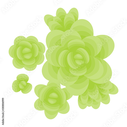 Sedum succulent. Isolated houseplant on white background. The view from the top. Vector illustration.