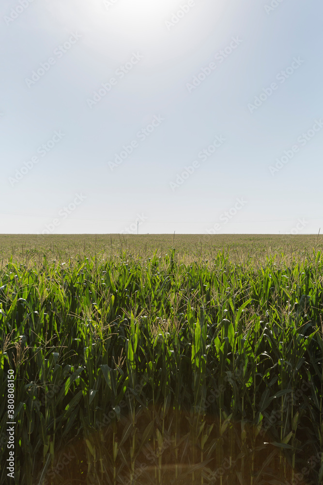Cornfield on a sunny day Cornfield on a sunny day