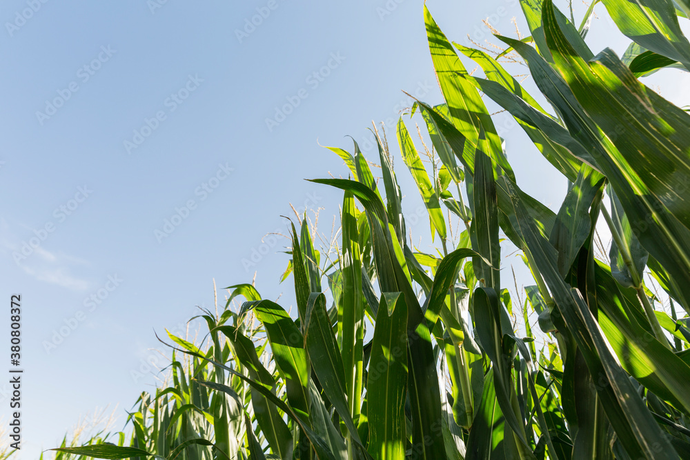 Cornfield on a sunny day Cornfield on a sunny day