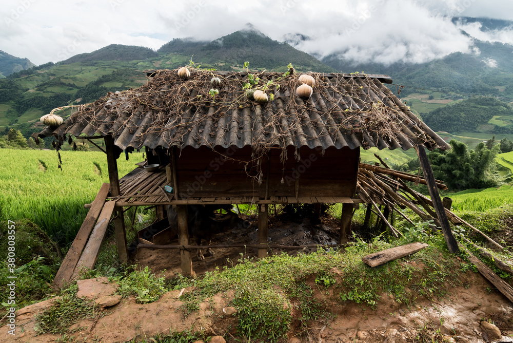 Old wooden house with pumpkins growing on roof Old wooden house with pumpkins growing on roof