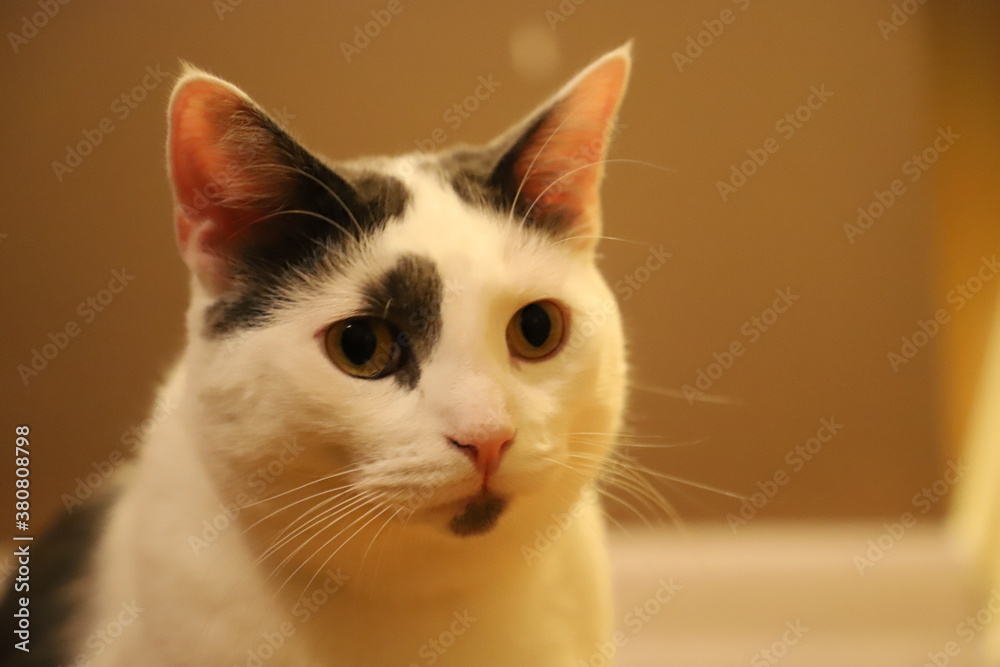 Portrait of a Cat in a House Portrait of a Cat in a House