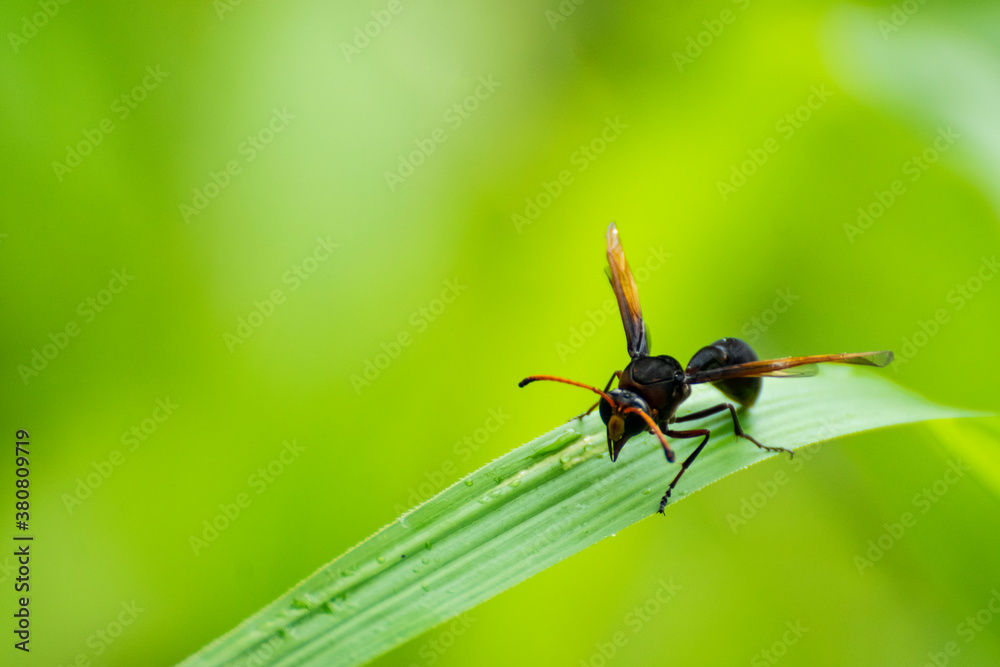 Paper Wasp In Break Time Paper Wasp In Break Time