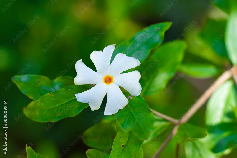 Shiuli Flower, Night blooming jasmine Stock Photo Adobe Stock