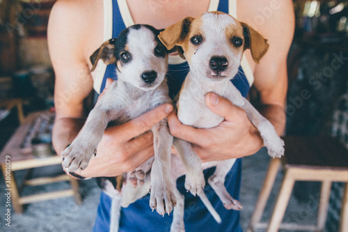 Two Puppies looking into the Camera photo