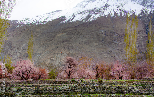 spring landscape of pink autumn trees and snow capped mountains in northern areas of gilgit baltistan , Pakistan m blossom photography  photo