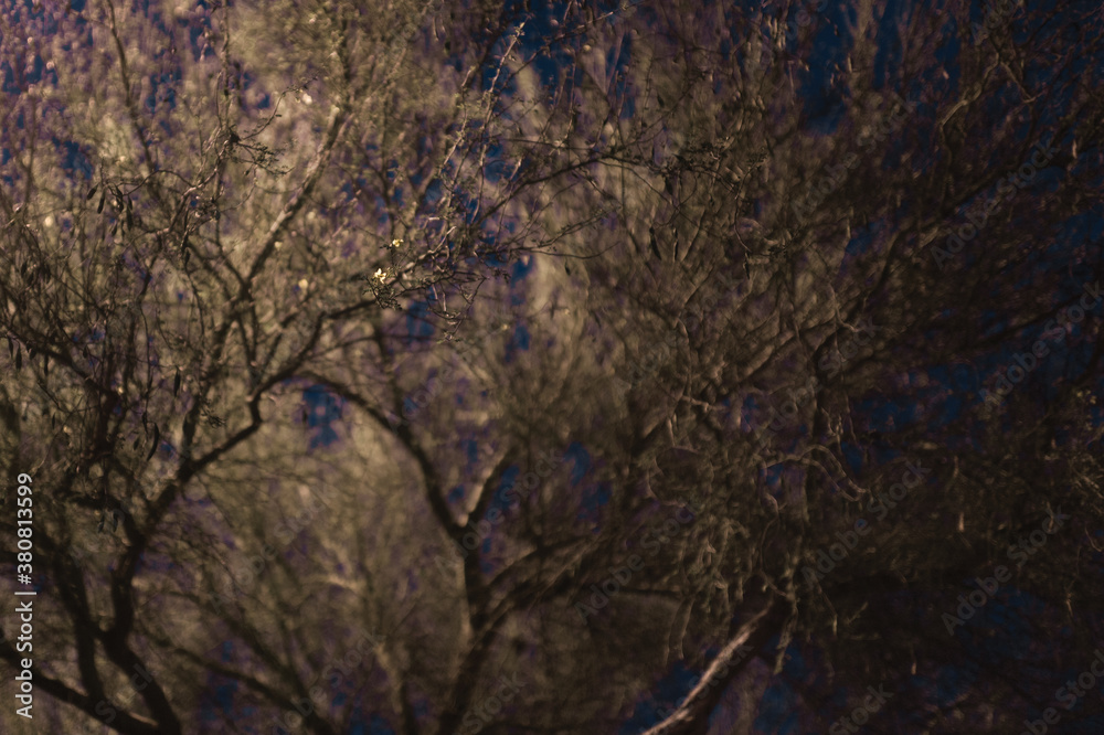 A Mexican Palo Verde tree in the yellow glow of a street lamp A Mexican Palo Verde tree in the yellow glow of a street lamp