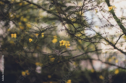 A Mexican Palo Verde tree blooming photo