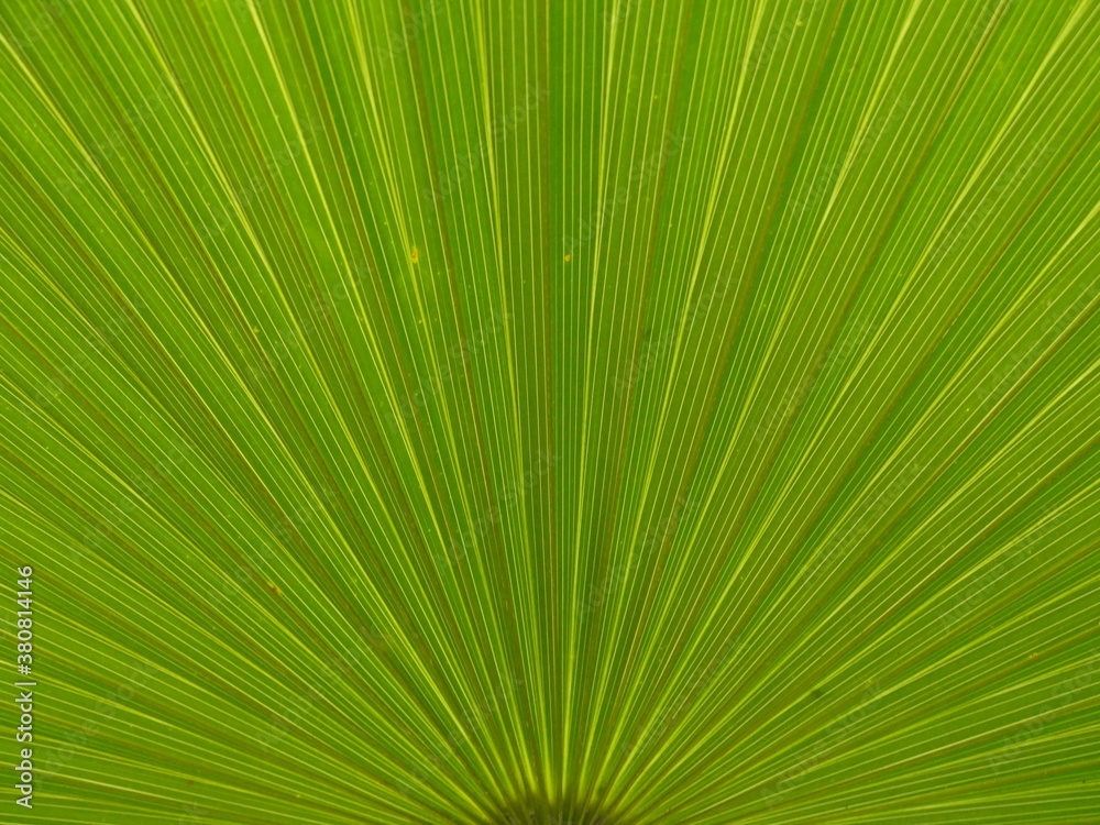 Vivid macro leaf Vivid macro leaf