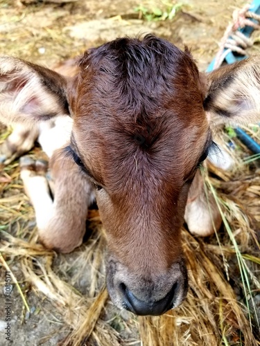 calf in a farm