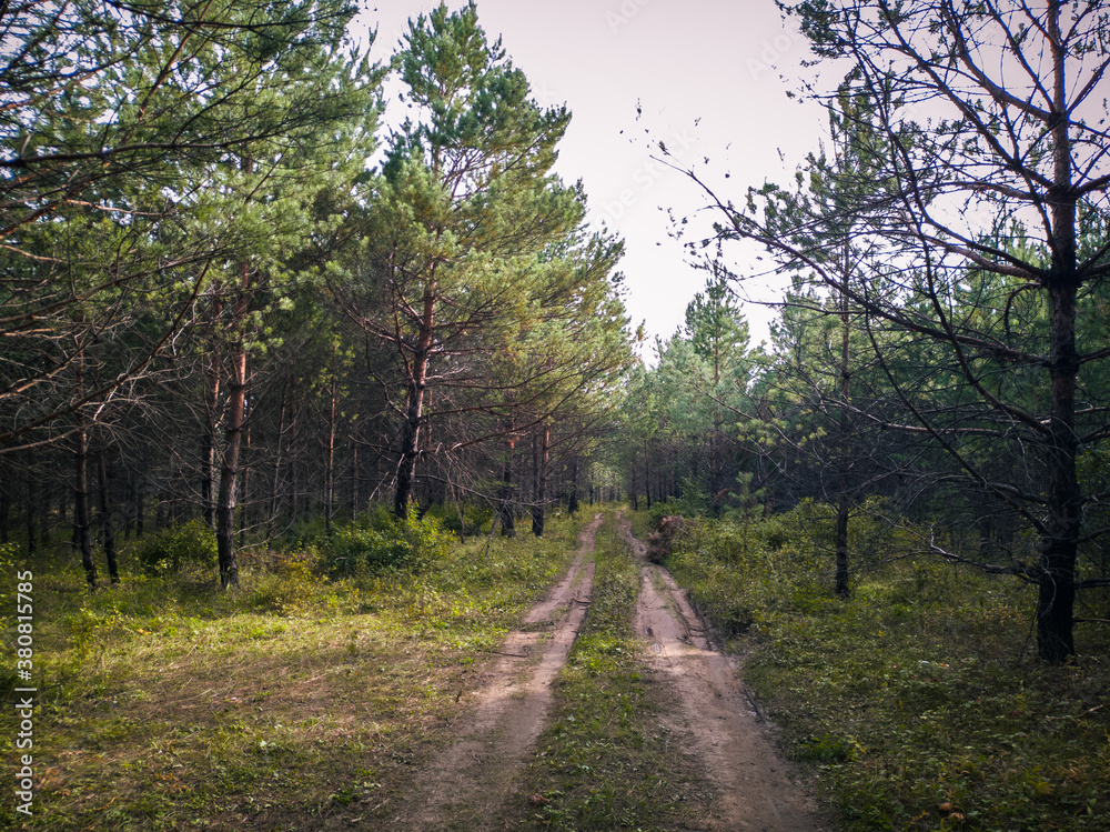 Walks in the beautiful Russian forest. Walks in the beautiful Russian forest.