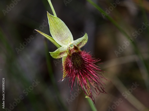 Red Beard Orchid - Calochilus paludosus photo