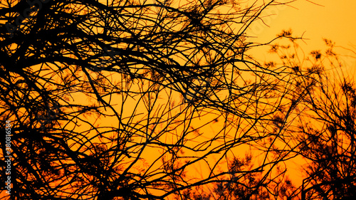 Silhouettes of tree branches on an orange sunset sky