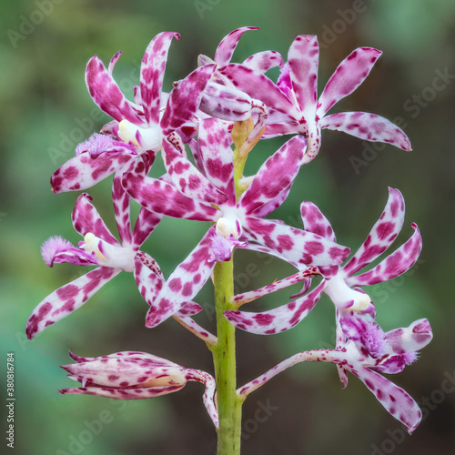 Slender Hyacinth-orchid (Dipodium variegatum) - a leafless saprophyte (deriving nourishment from decaying organic material), endemic to south-east Australia