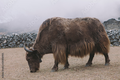 A yak grazing high up in the himalayas, Everest Region, Nepal.