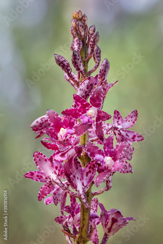 Slender Hyacinth-orchid (Dipodium variegatum) - a leafless saprophyte (deriving nourishment from decaying organic material), endemic to south-east Australia
