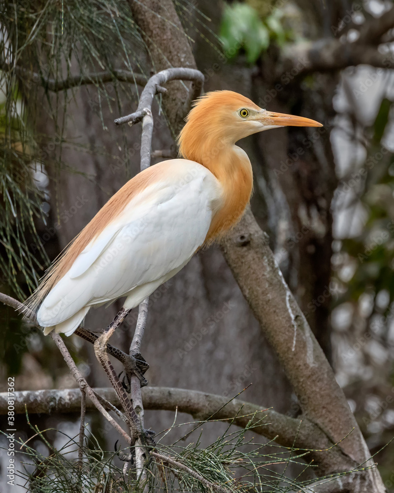 Cattle Egret (Bubulcus ibis) displaying breeding season orange crown, neck, breast & long, loose neck plumes - NSW, Australia