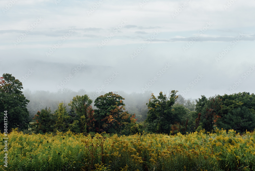 autumn wildflower meadow with fog autumn wildflower meadow with fog