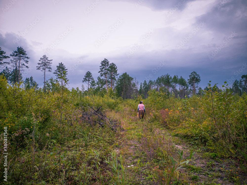 Walks in the beautiful Russian forest.