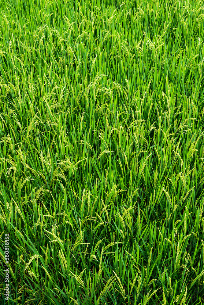 Detail of a rice field Detail of a rice field