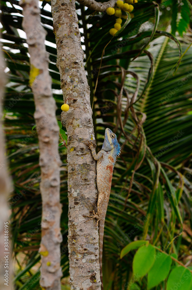 lizard on a tree trunk lizard on a tree trunk