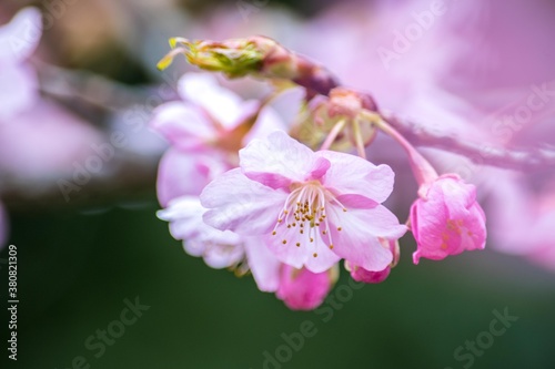 春はお花見、日本人が花といえばそれは桜です © Bogey Yamamoto