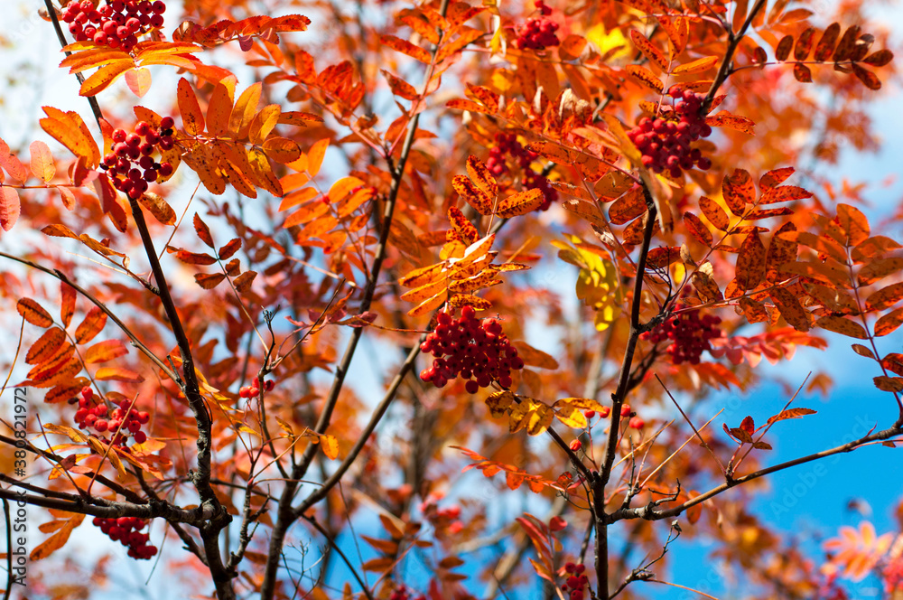 Autumn leaves and branches of mountain ash Autumn leaves and branches of mountain ash