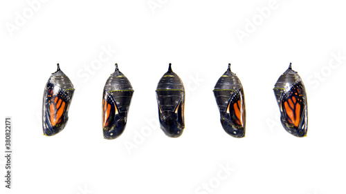 Foto Monarch butterfly chrysalis, transparent with five different angles showing the butterfly inside