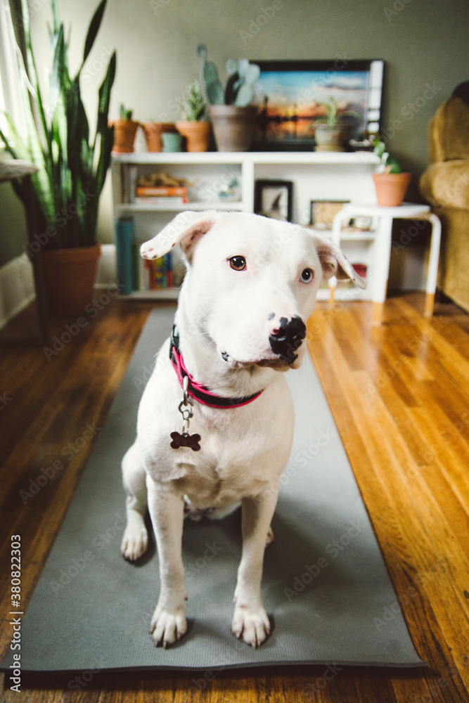 A cute white puppy sits patiently on a yoga mat in a living room A cute white puppy sits patiently on a yoga mat in a living room
