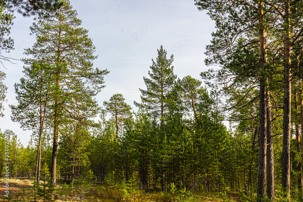 Fototapeta premium beautiful autumn landscape with natural multicolored trees