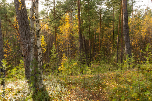 beautiful autumn landscape with natural multicolored trees © TANIANA GRYAZNEVA
