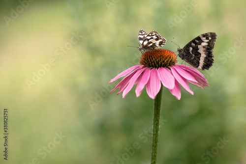 A big butterfly Limenitis populi  and butterfly Melanargy Galatea on echinacea flowers on a summer day in the garden photo