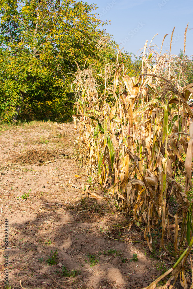 Row of dry corn, seeds for future harvest, autumn garden work Row of dry corn, seeds for future harvest, autumn garden work